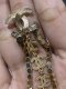 Chanel EARRING CRYSTAL GOLD 2021