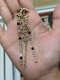 Chanel EARRING CRYSTAL GOLD 2021