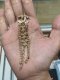 Chanel EARRING CRYSTAL GOLD 2021
