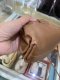 Bottega Veneta POUCH MINI IN BROWN