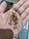 Louis Vuitton ICONIC EARRINGS GOLD 2023