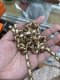 Chanel HANDLE TWEED HOLO26