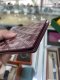 Goyard SHORT WALLET BURGUNDY 2023
