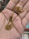 Louis Vuitton BRACELET GOLD 2024