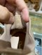 Dior WALK’N SNEAKERS IN BEIGE SIZE35.5