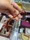 Gucci SUNGLASSES ROUND PINK