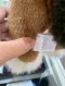 Hermes PLUSH HORSE SMALL