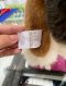 Hermes PLUSH HORSE SMALL