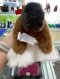 Hermes PLUSH HORSE SMALL