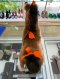 Hermes PLUSH HORSE SMALL