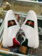 Gucci SNEAKERS BEE WHITE SIZE39