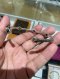 Gucci BRACELET GG SILVER SIZE18