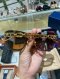Louis Vuitton JEWEL SUNGLASSES BLUE