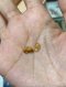 Louis Vuitton ICONIC EARRING GOLD FLOWER 2024