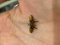 Dior J'dior earring bee
