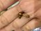 Dior J'dior earring bee