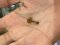 Dior J'dior earring bee