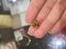 Dior J'dior earring bee