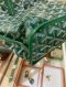 Goyard MINI ANJOU GREEN 2024