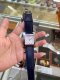 Hermes HEURE H WATCH MEDIUM 30MM NAVY STAMPZ