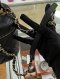 Chanel VANITY CASE BLACK GHW MICROCHIP