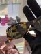 Miumiu SUNGLASSES SMU A06-F BROWN