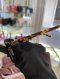 Miumiu SUNGLASSES SMU A06-F BROWN
