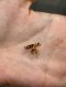Celine TYPO STUD EARRING GOLD 2021