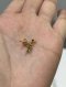 Celine TYPO STUD EARRING GOLD 2021