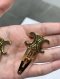 Celine HAIR CLIP LOGO GOLD 2022