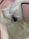Gucci HANDBAG PERFECT PINK/NATURE 2022