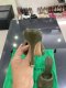Bottega Veneta HIGH HEELS GREEN SIZE 37.5
