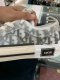 Dior SNEAKERS SIZE 41 ข้อสั้น