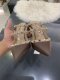 Valentino HIGH HEELS BROWN SIZE 37