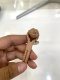 Bottega Veneta SIZE S