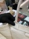 Dior BOOK TOTE WHITE 2020
