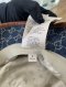 Gucci GG BUCKET HAT DENIM SIZE S
