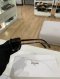 Celine SUNGLASSE HAVANA