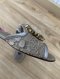 Dolce & Gabbana SANDALS NUDE SIZE 36.5