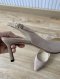 Jimmy Choo LOW HEELS NUDE SIZE 36