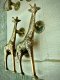 Giraffe Brass Door Handles