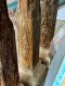 Antique Wooden Pillars
