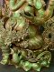 Brass Ganesh