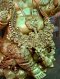 Brass Ganesh
