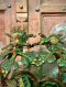 Lakshmi and Gods Brass Statue