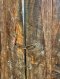 Antique Wooden Door