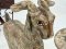 Goat Wooden Statue Set of 2