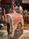 One Wood Sacred Cow Hand Carved Statue