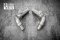 Tneer Exhaust Ferrari F8 Tributo