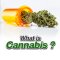 What is Cannabis ?